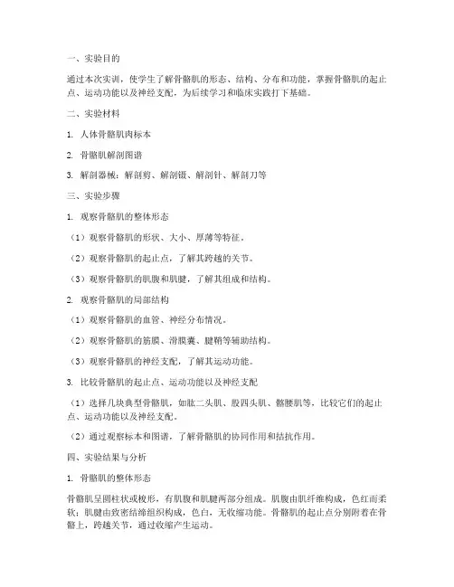 人体解剖学实训报告骨骼肌