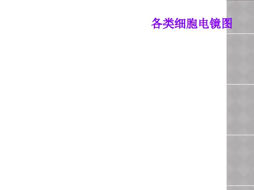 各类细胞电镜图