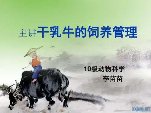 干乳牛的饲养管理
