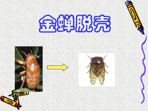 苏教版五年级上册《金蝉脱壳》PPT课件6 (2) 公开课获奖课件