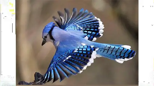 《父亲、树林和鸟》ppt课件