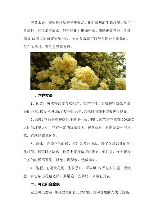 黄木香怎么养,黄木香可以阳台盆栽吗