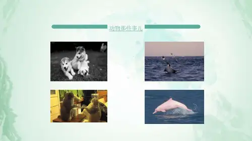 动物游戏之谜