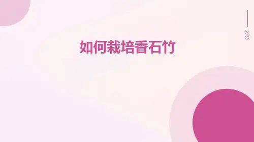 如何栽培香石竹