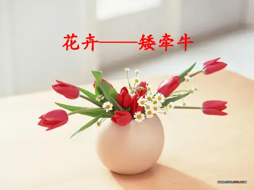 矮牵牛