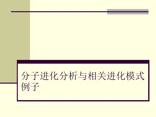 分子进化分析