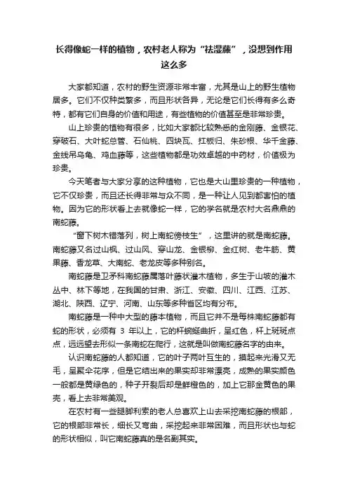 长得像蛇一样的植物，农村老人称为“祛湿藤”，没想到作用这么多