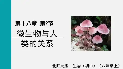 第二节微生物与人类的关系课件-北师大版生物八年级上册