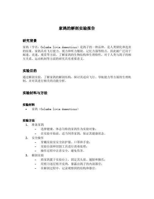 家鸽的解剖实验报告