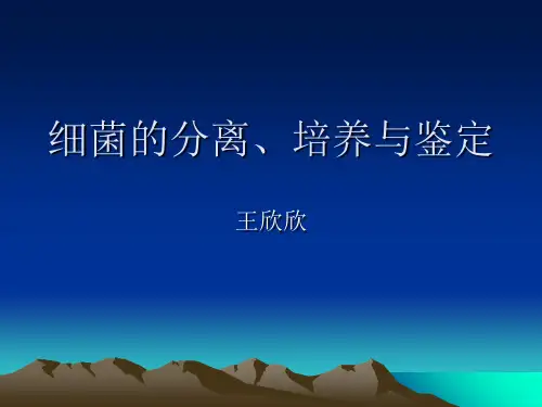 细菌的分离、培养和鉴定ppt课件