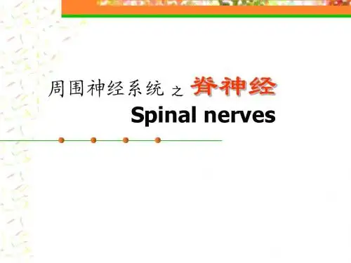脊神经