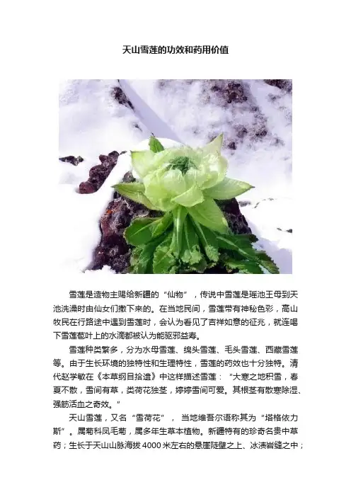 天山雪莲的功效和药用价值