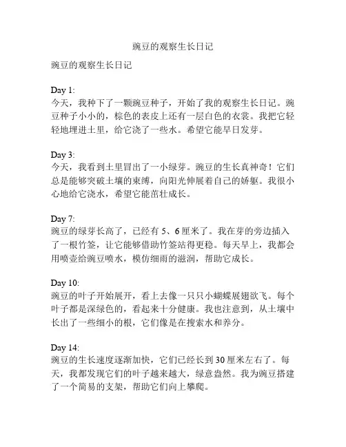 豌豆的观察生长日记