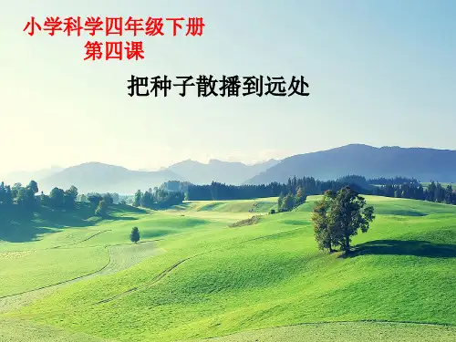 四年级下册科学课件把种子散播到远处教科版(共41张PPT)