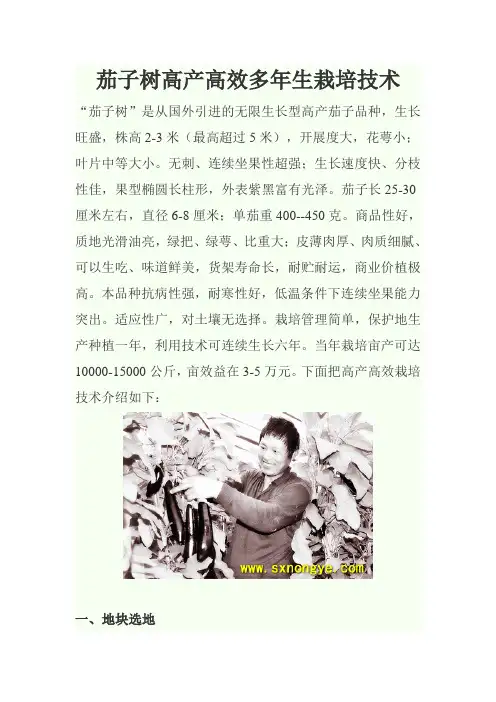 茄子树高产高效多年生栽培技术