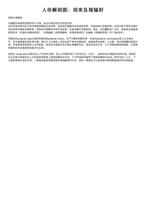 人体解剖图：视束及视辐射