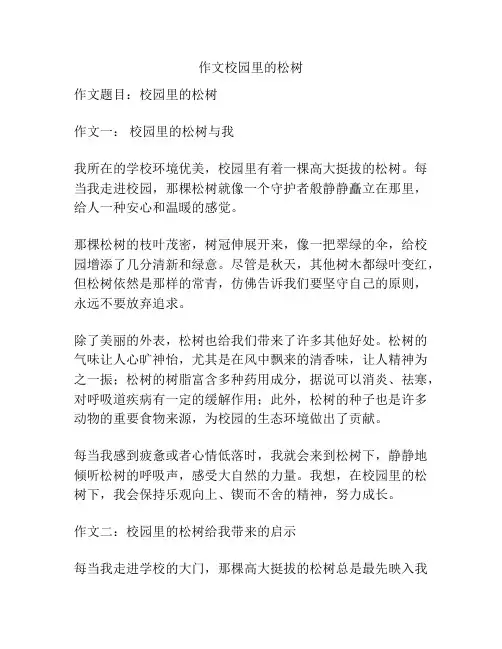 作文校园里的松树
