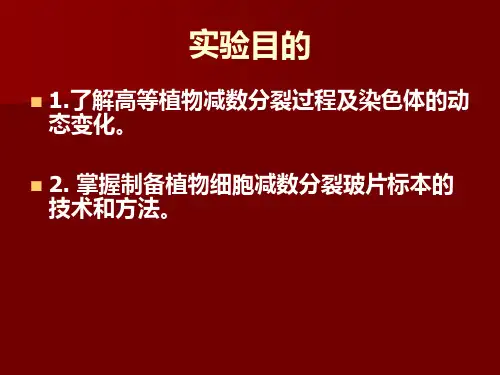 实验二植物减数分裂及玉米花母细胞涂片、观察ppt课件