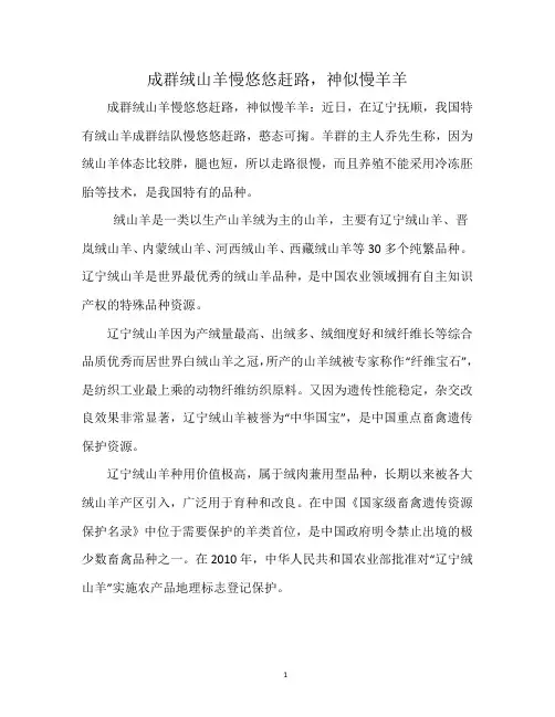 成群绒山羊慢悠悠赶路,神似慢羊羊