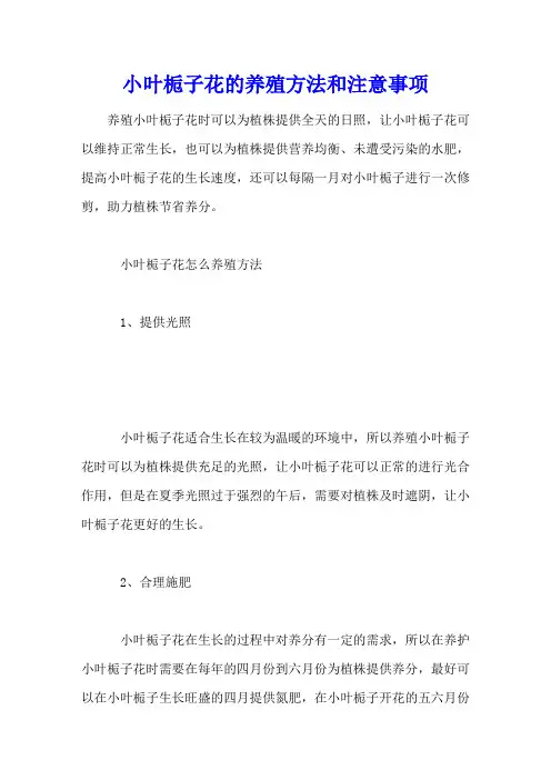 小叶栀子花的养殖方法和注意事项