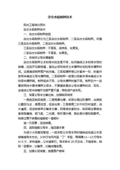 杂交水稻制种技术