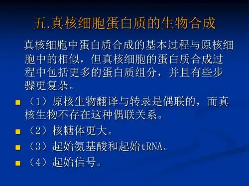 高考生物重难点剖析2：蛋白质的生物合成2(共13张PPT)