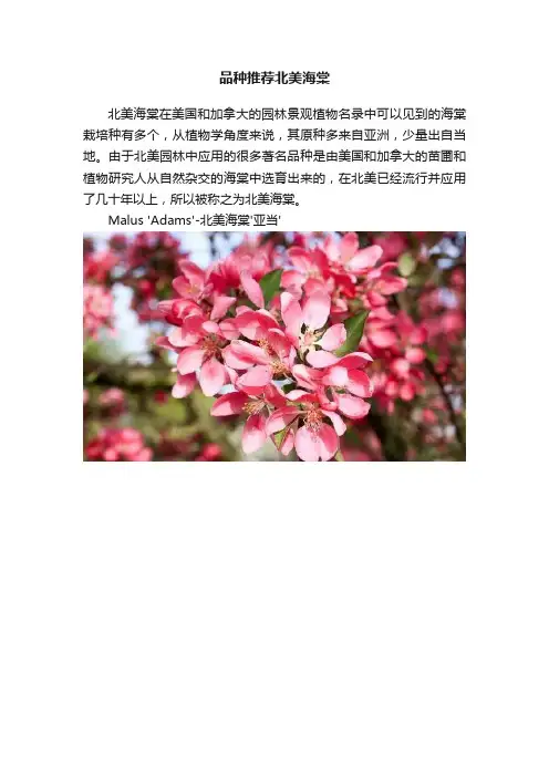 品种推荐北美海棠