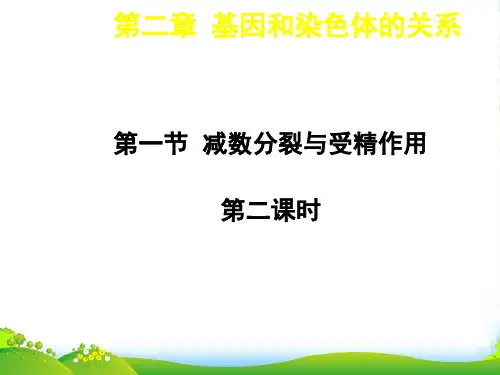 人教版高中生物必修(二) 2.1减数分裂和受精作用 课件 (共15张PPT)