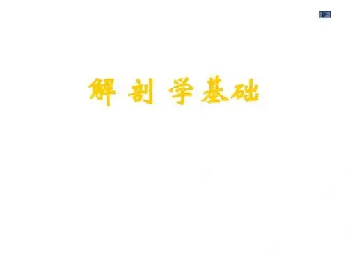 解剖学基础-绪论