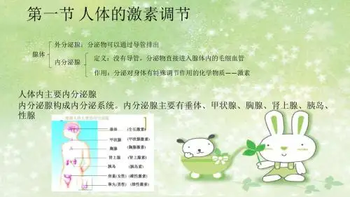 新课标中考生物总复习--七下生物第五章人体生命活动的调节(PPT,26张)