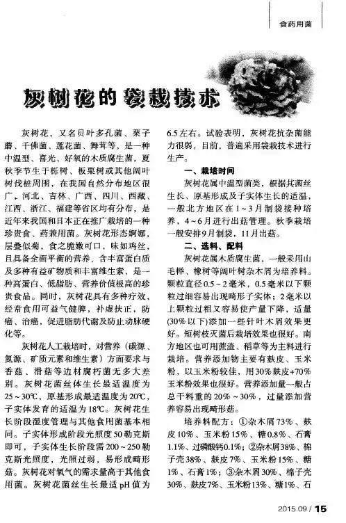 灰树花的袋栽技术