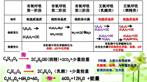 人教版生物必修一5.2-5.3细胞呼吸的原理和应用