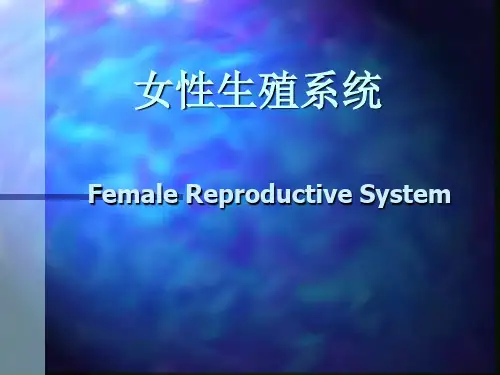 组胚精品课件女性生殖系统
