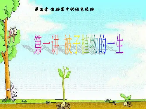 人教版生物七年级上册课件第三章第一讲被子植物的一生 (共22张PPT)