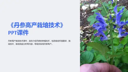 《丹参高产栽培技术》课件
