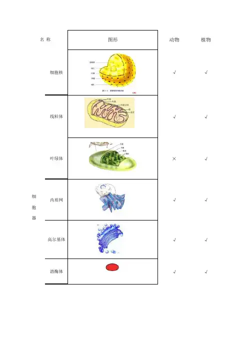 高中生物-细胞器比较图表