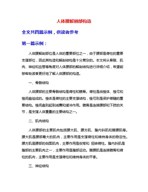 人体腰解刨部构造