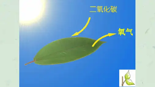 叶是植物进行光合作用的主要器官课件