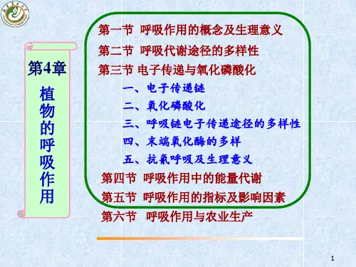 植物生理学：第4章 植物的呼吸作用-续3