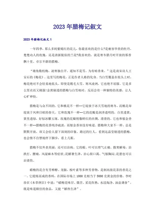 2023年腊梅记叙文_3