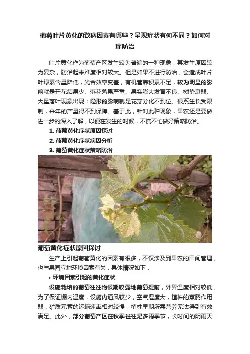 葡萄叶片黄化的致病因素有哪些？呈现症状有何不同？如何对症防治