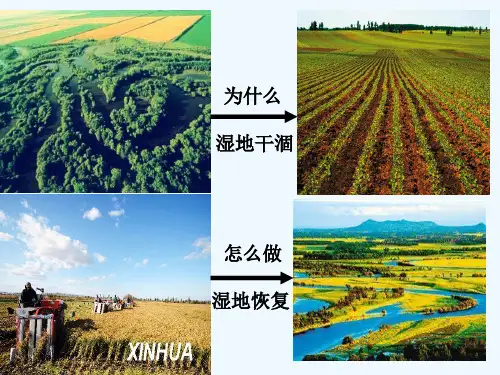 人教版湿地干涸及其恢复(3)