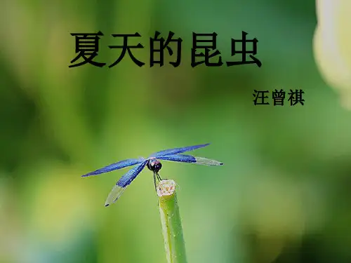 《夏天的昆虫》ppt课件完美版