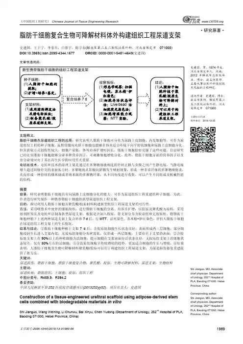 脂肪干细胞复合生物可降解材料体外构建组织工程尿道支架
