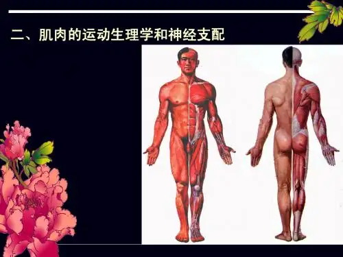 运动解剖概述1