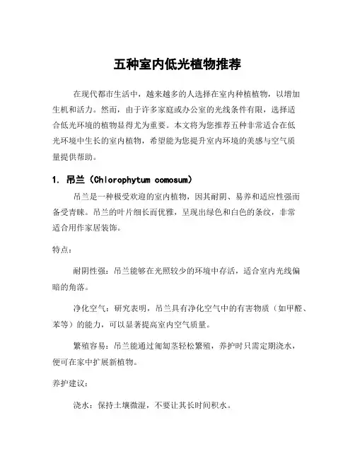 五种室内低光植物推荐 2