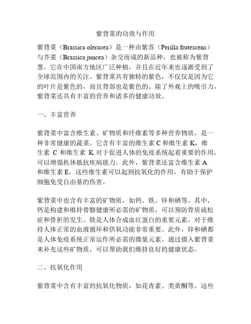 紫背菜的功效与作用