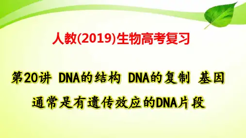 人教(2019)生物高考复习：第20讲 DNA的结构 DNA的复制 基因通常是有遗传效应的DNA片段