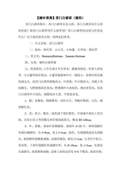 【阔叶草类】苏门白酒草(菊科)