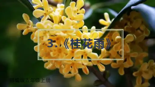 桂花雨 课件(共22张PPT)